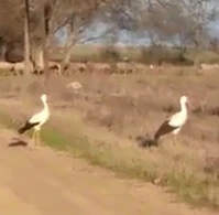 Çanakkale’de leylekler mevsimleri şaşırdı
