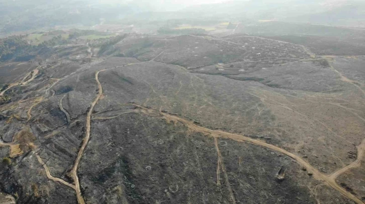 Çanakkale’deki orman yangınlarında 3 bin 500 futbol sahası büyüklüğünde alan yandı