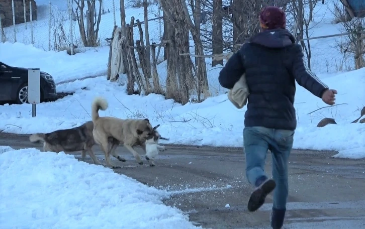 Canını hiçe sayan çoban kediyi köpeklerden kurtardı
