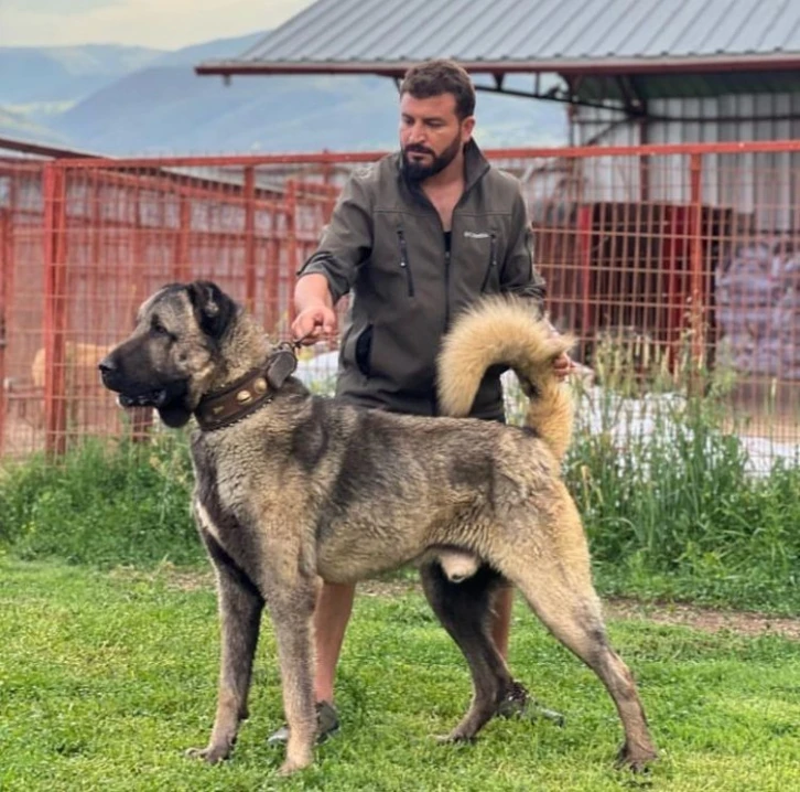 Çankırı’dan Sivas’a rakip çıktı: Bu çiftlikte yetişen kangallara Sivas’tan bile talep oluyor
