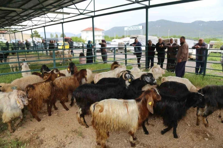 Canlı hayvan pazarı hareketlenmeye başladı
