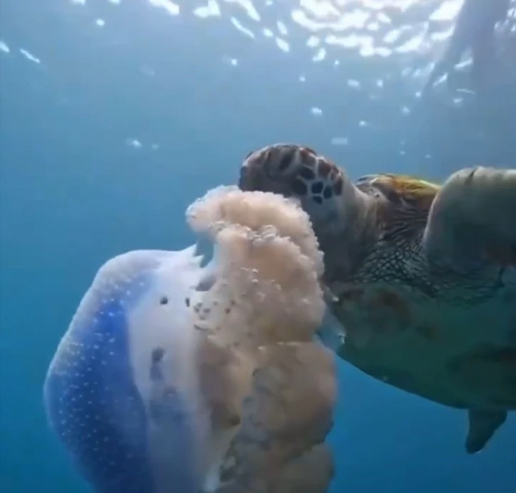 Caretta carettanın deniz anasını yediği görüntülerle denizi kirletenlere ’çevre’ mesajı
