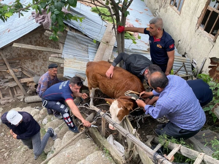 Çatıya çıkan ineği itfaiye kurtardı