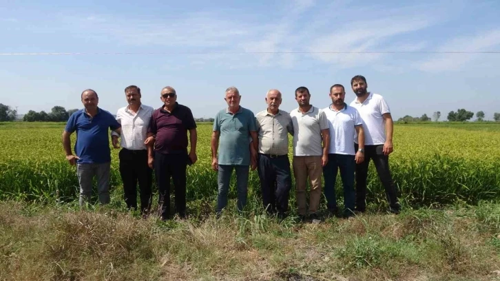 Çeltik üreticileri açıklanacak fiyatları bekliyor
