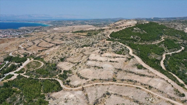 Çeşme'nin kıyıları, yanan alanlara dikilen sakız ağaçlarıyla yeşerecek