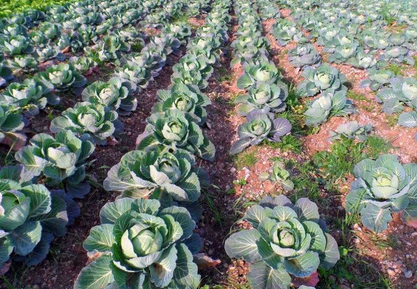 Bursa'da zabıtanın kestiği cezalar çiftçiyi isyan ettirdi