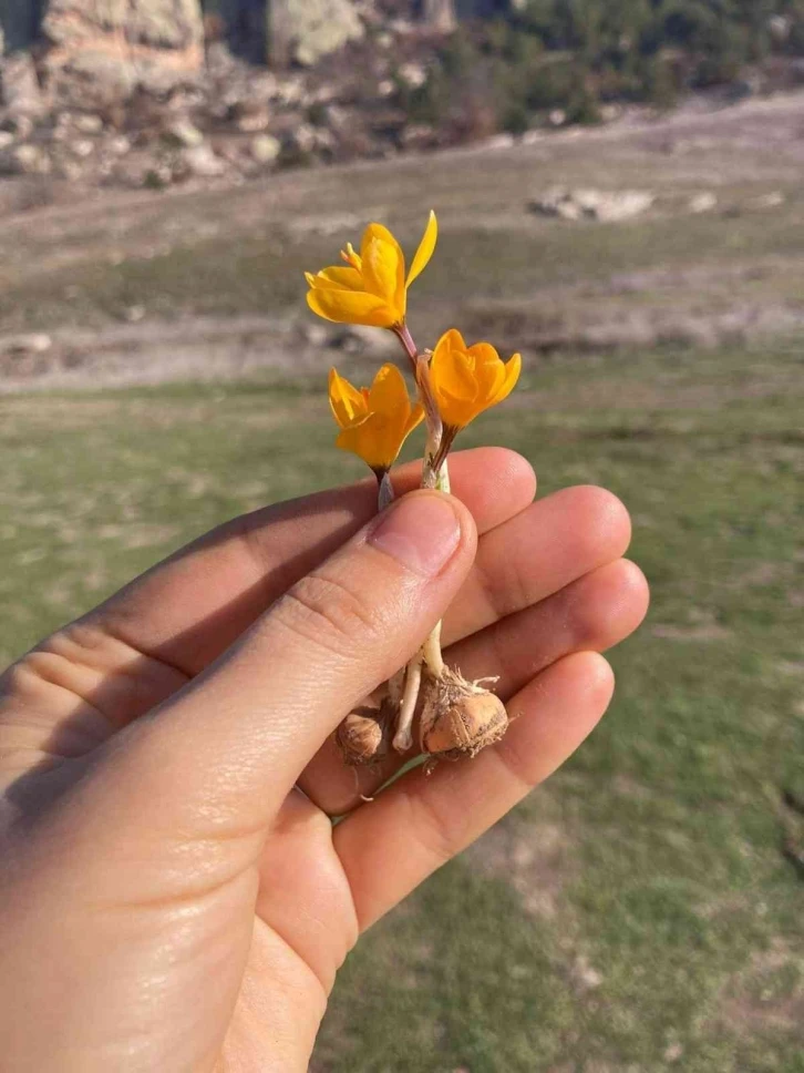 Çiğdem kış ortasında çiçek açtı
