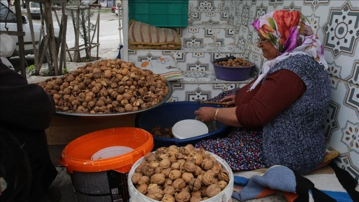 Coğrafi işaretli Niksar cevizini kadınlar kırarak kabuklarından ayırıyor