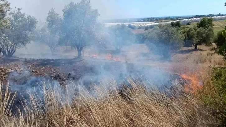 Çöplerden çıkan yangın, zeytin ağaçlarına zarar verdi
