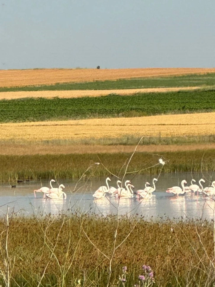 Çorum’da ilk kez flamingo görüldü
