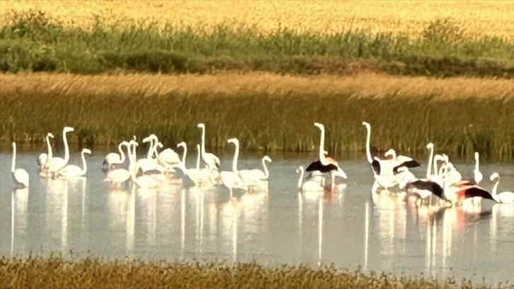 Çorum'da yaklaşık 40 flamingo gözlendi