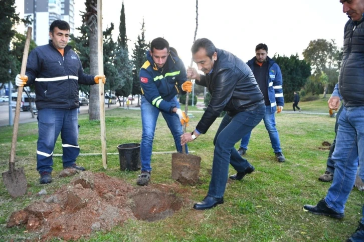 Çukurova’da turunç seferberliği
