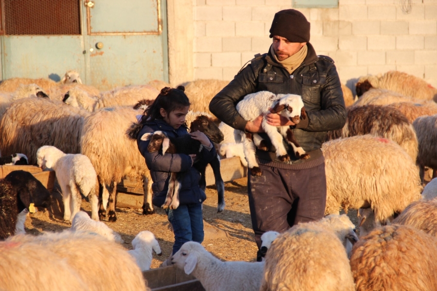 Aylık 5 bin lira maaşla çalıştıracak çoban bulamıyorlar