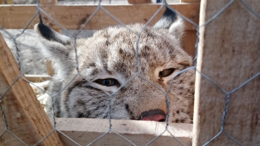 Vaşak yavrusunu kedi gibi sevdi