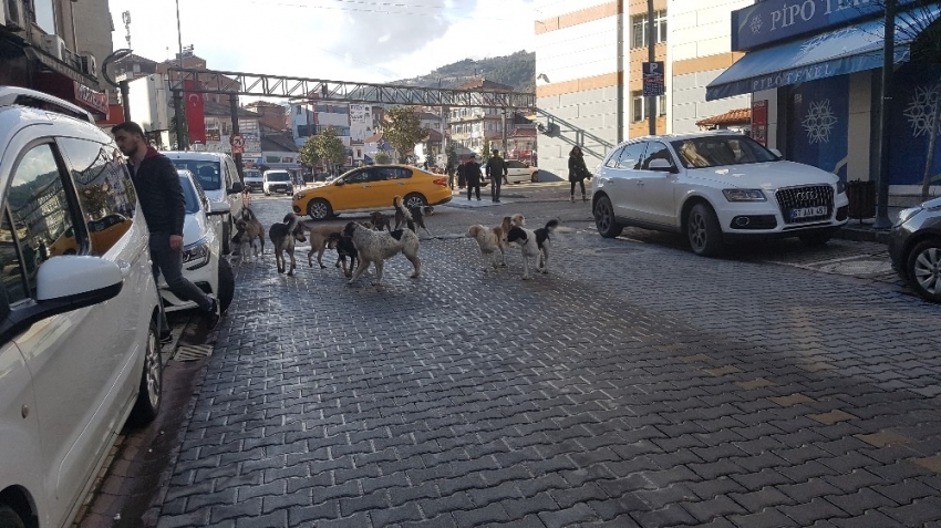 Köpek çetesi kol geziyor