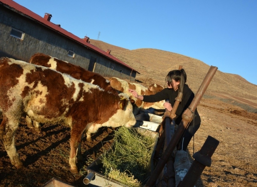 12 yaşındaki kız, biriktirdiği harçlıklarla 3 buzağı alıp çiftçiliğe atıldı