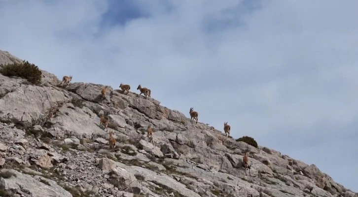 Dağ keçileri havadan görüntülendi
