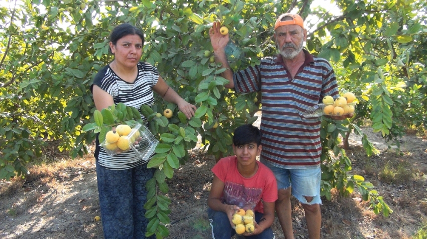 Türkiye’nin ilk guava üreticisi