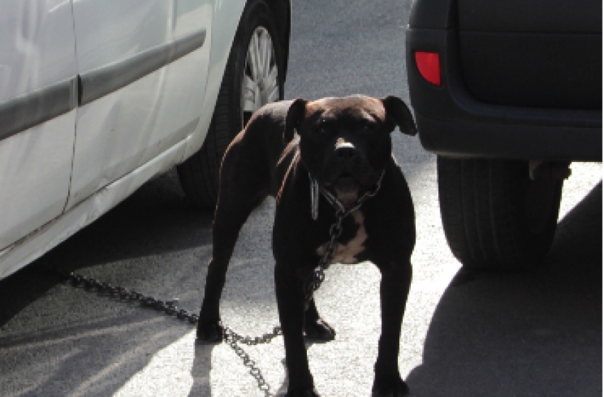 İstanbul’da pittbull dehşeti: 3 yaralı