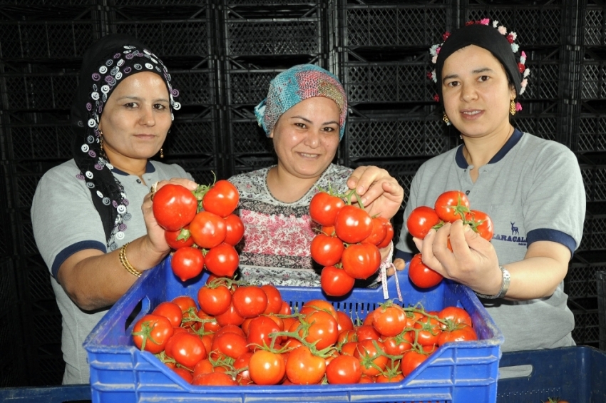 Zam şampiyonu domates oldu