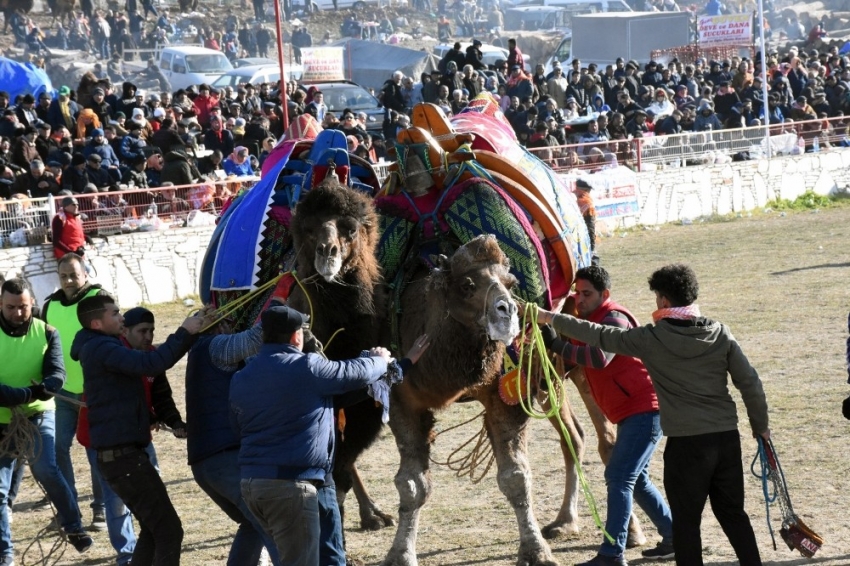 Yatağan’da deve güreşi