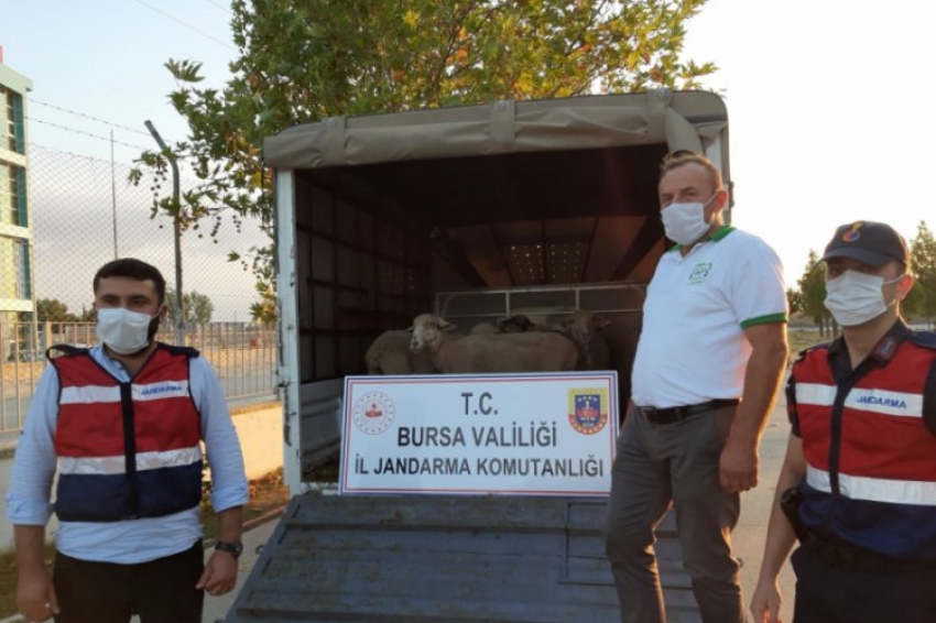 Bursa'da çalınan koyunları bulundu