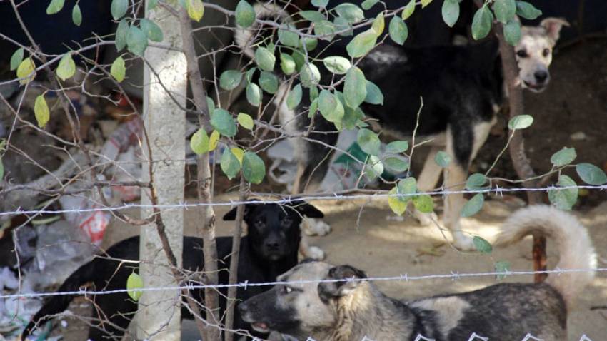 Mahalleli köpekler yüzünden dışarı çıkamıyor