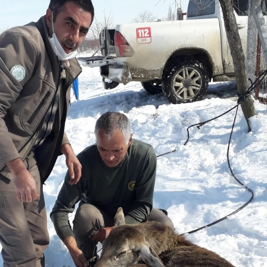 Kaçak avcıların elinden kaçmayı başardı