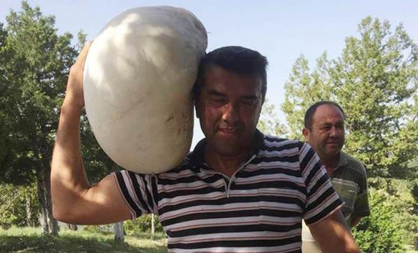 Görenler gözlerine inanamadı!