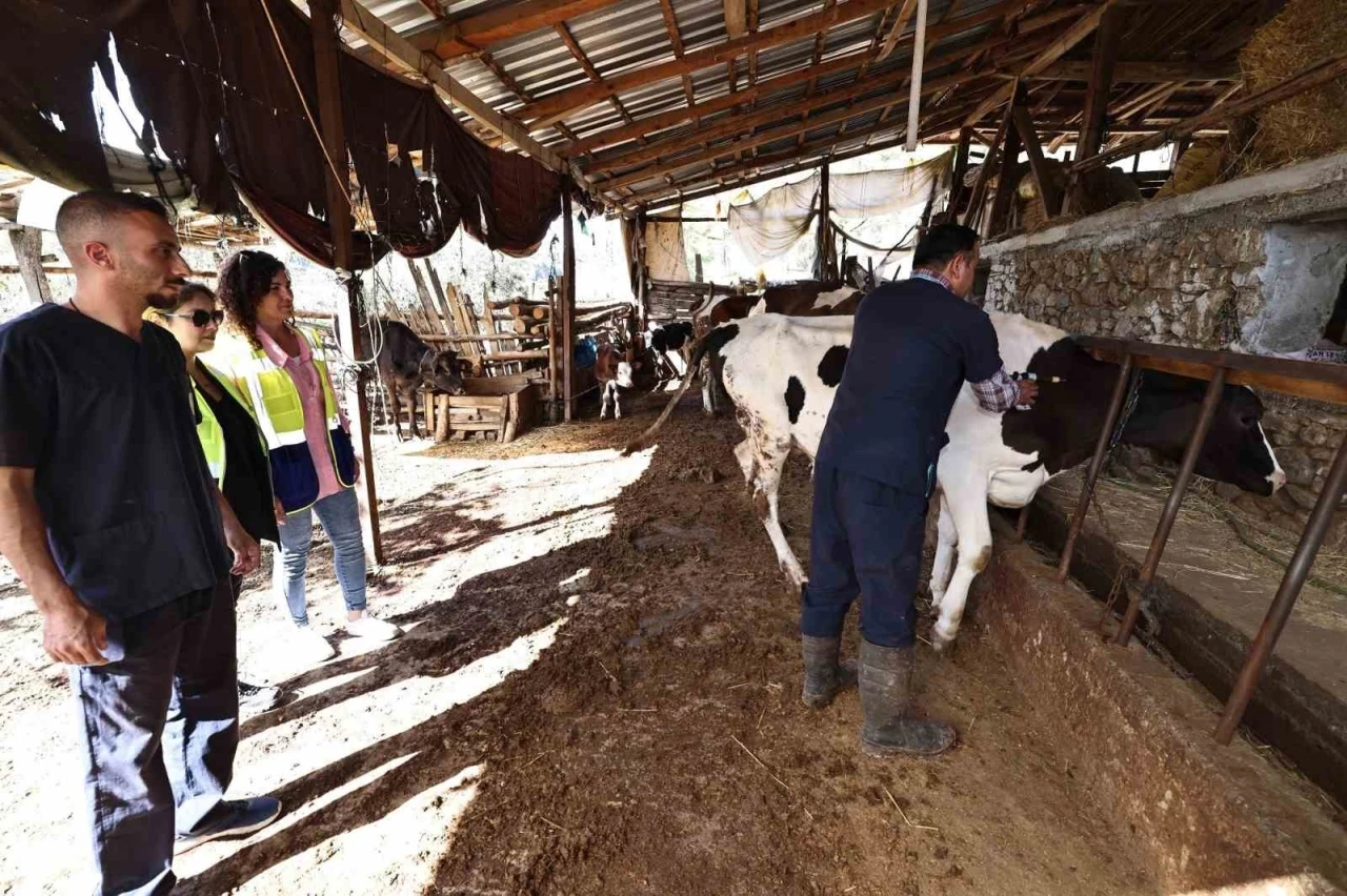 Denizli Büyükşehir mastit hastalığıyla mücadele başlattı
