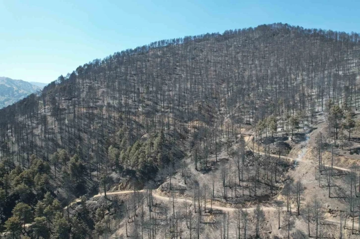 Denizli’de orman yangını 22 saatin ardından kontrol altına alındı
