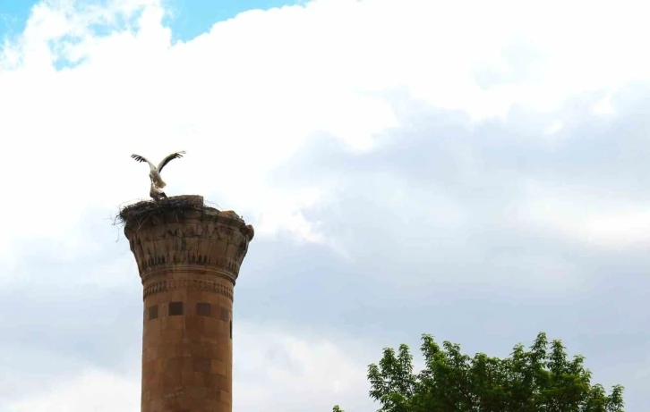 Depremde yarısı yıkılan minareye  leylek yuva yaptı
