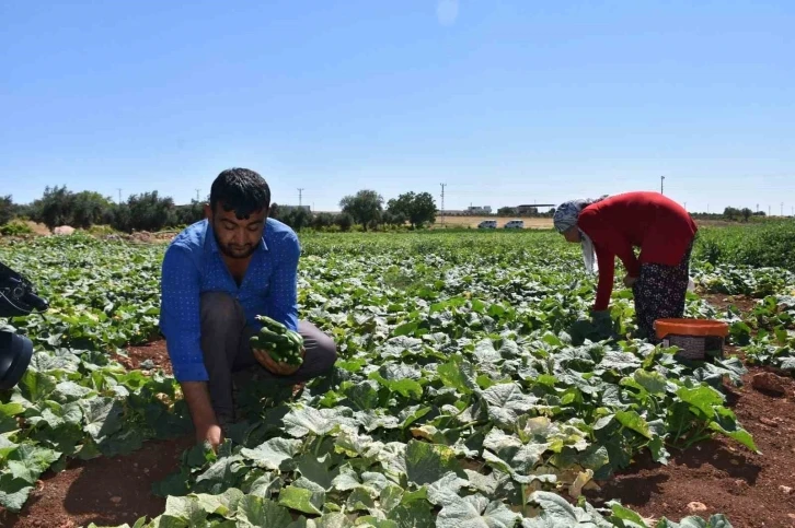 Depremzede çiftçiler toprakla hayata tutunuyor
