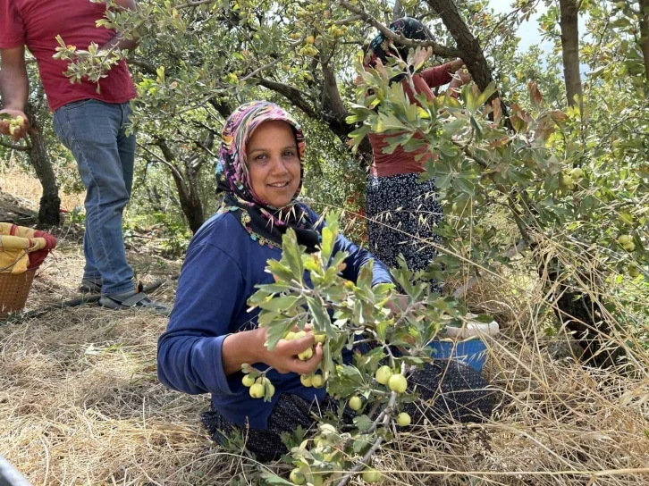 Depremzede üreticinin hasadından memnun olduğu alıç ihraç ediliyor
