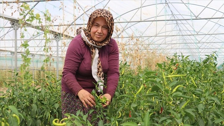 Devlet desteğiyle sera kuran kadın girişimci tarla ile pazar arasında mekik dokuyor