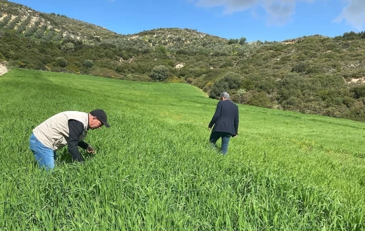 Didim’de hububat ekili araziler denetlendi
