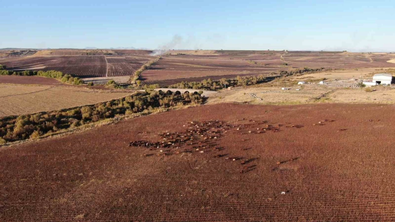 Diyarbakır’a gelen konargöçer aile, 6 ay Kral Yolu’nda hayvanlarına bakacak
