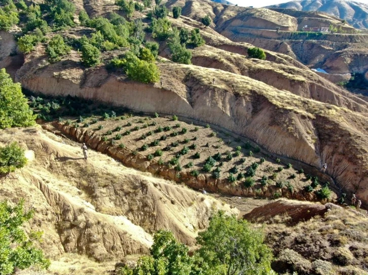 Diyarbakır’da 2 milyon 64 bin kök kenevir ve skunk ile 812 kilo esrar ele geçirildi
