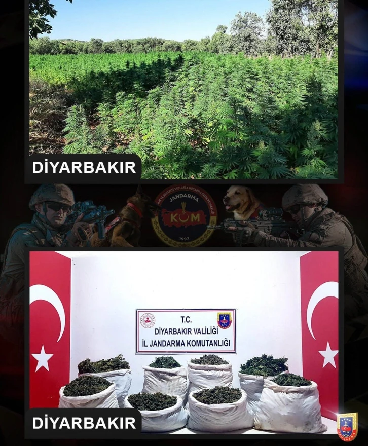 Diyarbakır’da milyonlarca kök kenevir, kilolarca kubar esrar ele geçirildi
