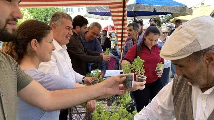 Doğal sivrisinek kovar fesleğenler yoğun ilgi gördü
