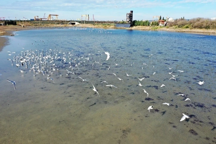 Doğal yaşam alanı korunan Hersek Lagünü’nde üreyen kuş türü sayısında artış