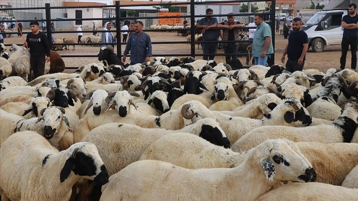 Doğu Anadolu'daki 4 ilden diğer illere 155 bini aşkın kurban sevk edilecek