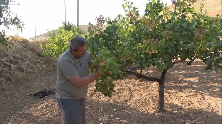 Dolu ve aşırı sıcaklar Siirt fıstığını etkiledi, rekoltede düşüş bekleniyor
