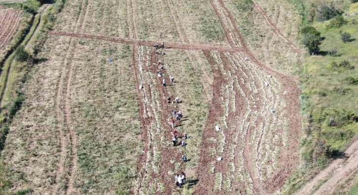 Dünyaca ünlü Taşköprü sarımsağınıda hasat başladı
