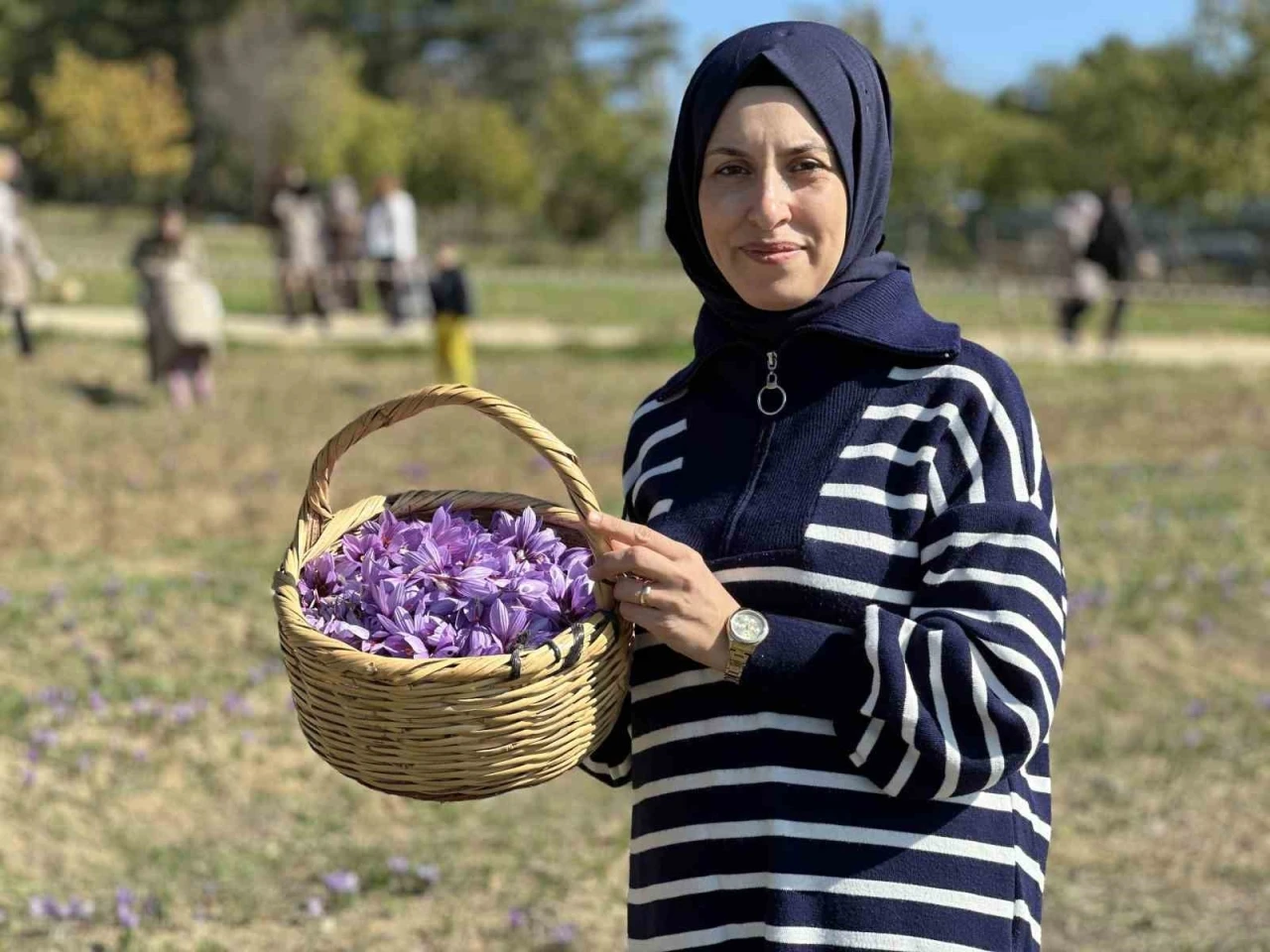 ‘Dünyanın en pahalı baharatı safranda hasat zamanı