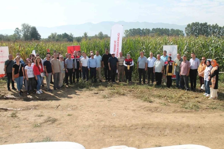 Düzce’de yerli silajlık mısır tarla günü düzenlendi
