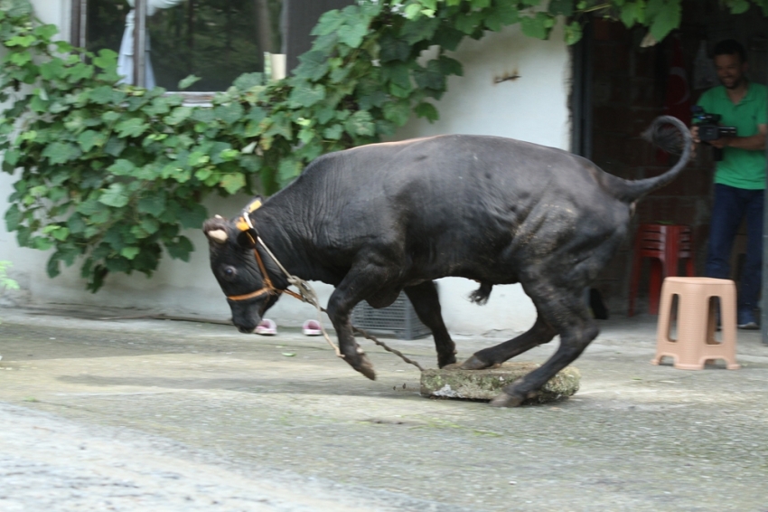 Rize’de kaçan boğalar zor anlar yaşattı