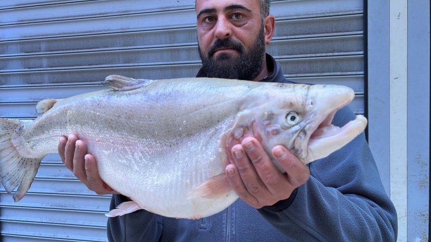 İznik Gölü’nde 8 kiloluk somon balığı yakalandı