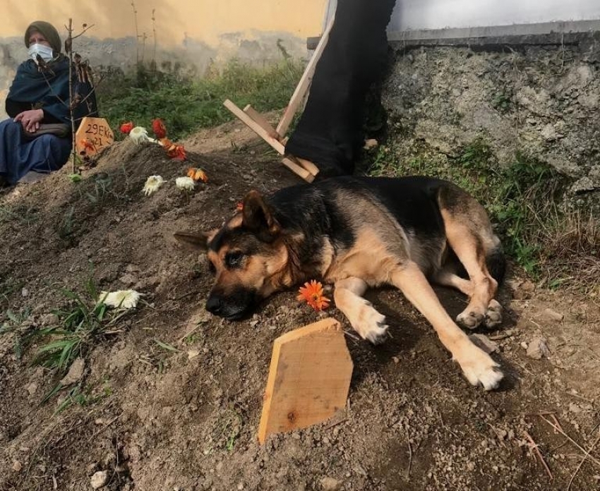 Vefalı köpek, ölen sahibinin mezarı başından bir an olsun ayrılmıyor