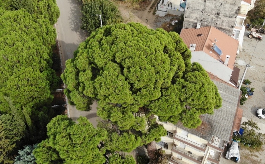 Bursa'da İngilizlerin topla yıkamadığı 700 yaşındaki ağaç